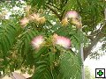 thn_NZ leden-unor 2006 043.jpg